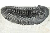 Prone Pedinopariops Trilobite - Mrakib, Morocco #287717-3